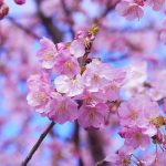 旭川の桜の開花はいつ？お花見できる場所まとめ！